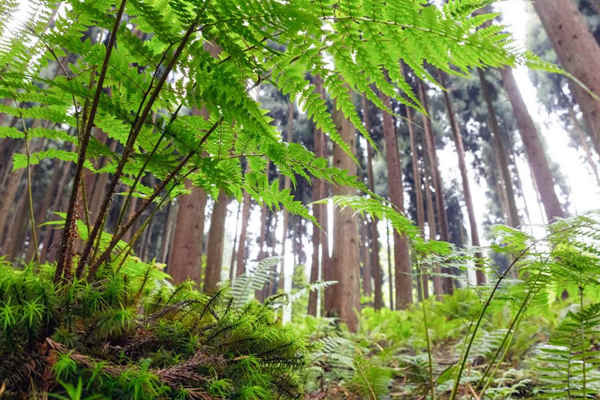 如何利用生物進(jìn)行環(huán)境監(jiān)測(cè)？(圖1)